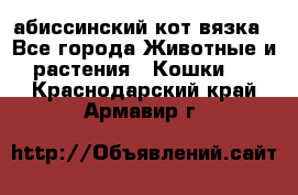 абиссинский кот вязка - Все города Животные и растения » Кошки   . Краснодарский край,Армавир г.